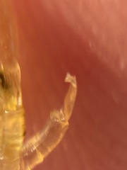 Branchinecta mesovallensis