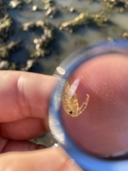 Branchinecta mesovallensis