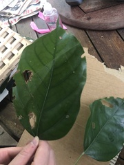 Franciscodendron laurifolium