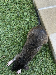 Isoodon macrourus
