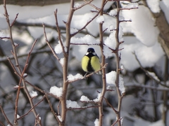 Parus major
