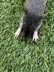 Isoodon macrourus