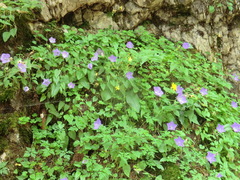 Campanula carpatica