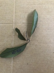 Cryptocarya clarksoniana