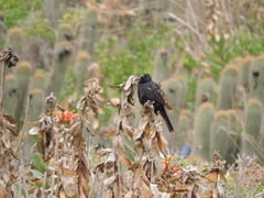 Curaeus curaeus curaeus