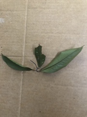 Cryptocarya clarksoniana