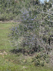 Ceanothus tomentosus