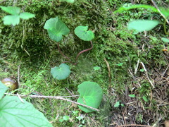 Primulaceae