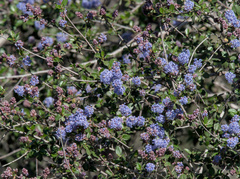 Ceanothus tomentosus