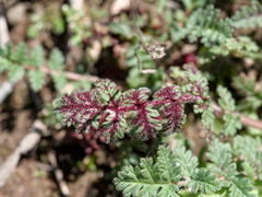 Synchytrium papillatum