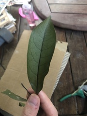 Cryptocarya clarksoniana