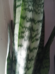 Sansevieria trifasciata