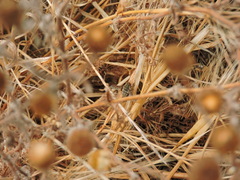 Hyrmophlaeba bellula