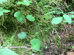 Primulaceae