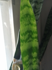 Sansevieria trifasciata