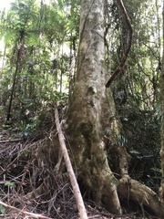 Elaeocarpus kirtonii