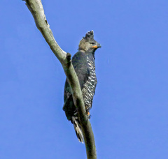 Stephanoaetus coronatus