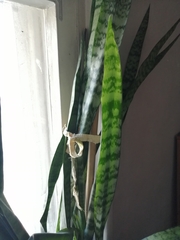 Sansevieria trifasciata