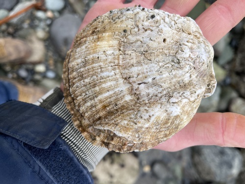 Giant Rock Scallop