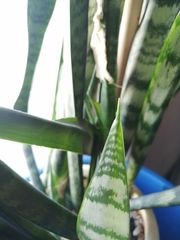 Sansevieria trifasciata
