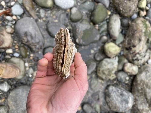 Giant Rock Scallop