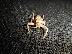 Bradyporinae
