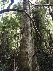 Elaeocarpus kirtonii