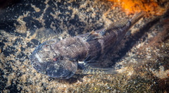 Drombus triangularis