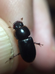 Acrossidius tasmaniae