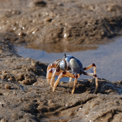 Mictyris longicarpus