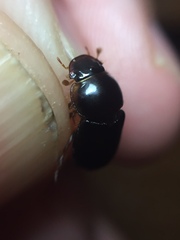 Acrossidius tasmaniae