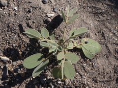 Senna confinis