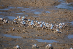 Mictyris longicarpus