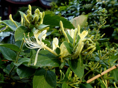 Lonicera japonica