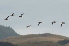 Limosa lapponica baueri