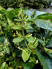 Lonicera japonica