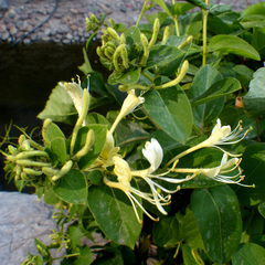 Lonicera japonica