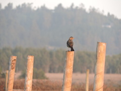 Turdus falcklandii magellanicus
