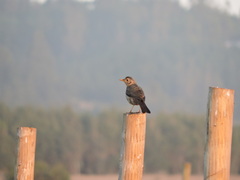 Turdus falcklandii magellanicus