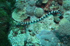 Laticauda colubrina
