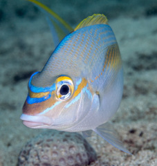 Scolopsis monogramma