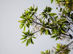 Elaeocarpus kirtonii