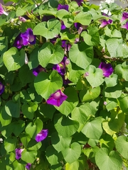 Ipomoea purpurea