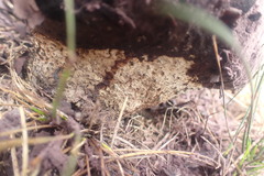 Calvatia lilacina