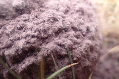 Calvatia lilacina