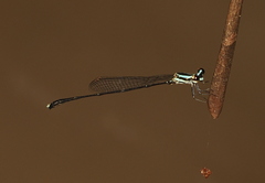 Elattoneura analis