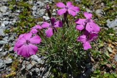Dianthus pavonius