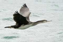 Phalacrocorax punctatus punctatus
