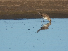 Calidris fuscicollis