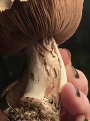 Agaricus bernardii